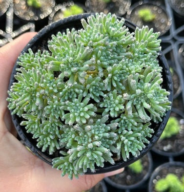 Sedum Sea Star (LG)