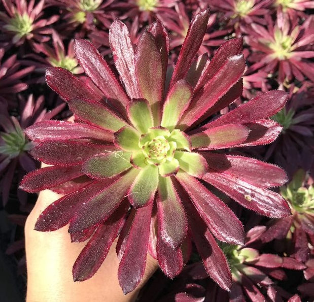 Aeonium Mardi Gras (LG)