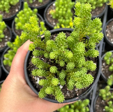 Sedum Multiceps (LG)