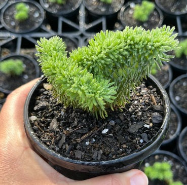 Sedum Brain (LG)