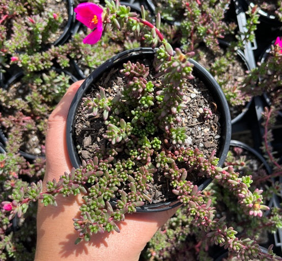 Portulaca Pilosa ‘Mini’ (LG)