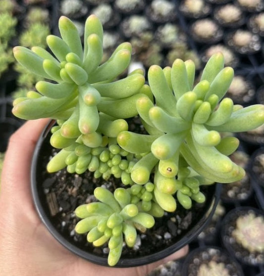 Sedum Blue Jelly Bean (LG)