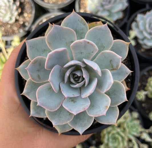 Echeveria Morning Beauty (LG)