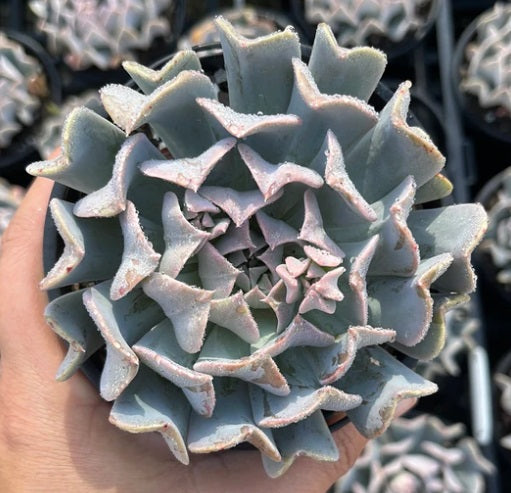 Echeveria Pinwheel Revolution (LG)