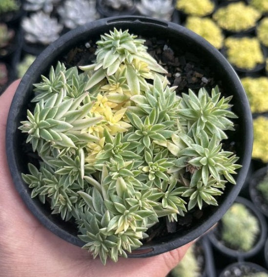 Sedum Lineare Variegata (LG)