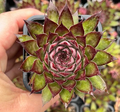 Sempervivum Autumn Apple (SQ)