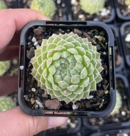 Sempervivum Sugar Shimmer (SQ)