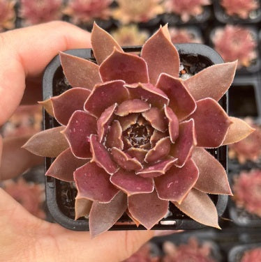 Sempervivum Chocolate Kisses (SQ)