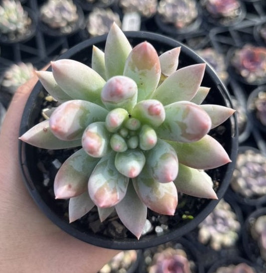 Pachyveria Snow Finger (LG)