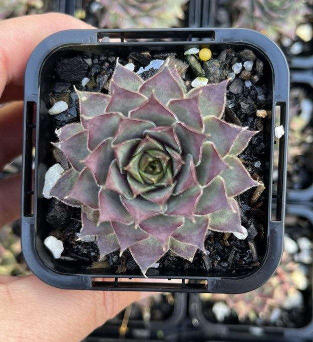 Sempervivum Grape Galaxy (SQ)