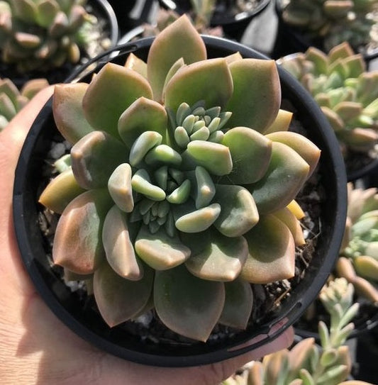 Graptoveria Repeco (LG)