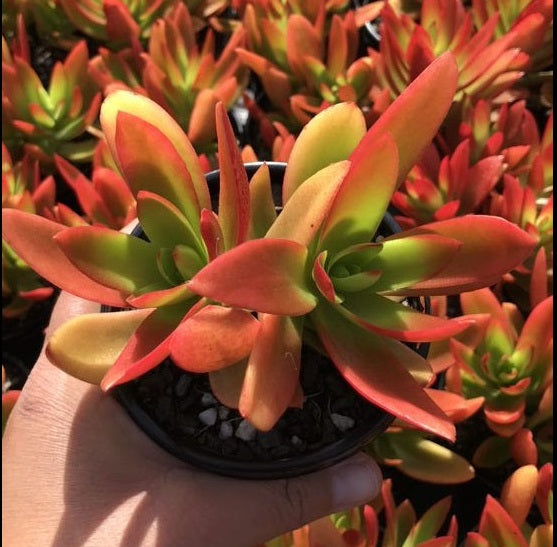 Crassula Campfire (LG)