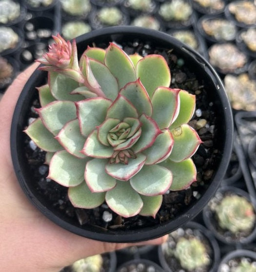 Echeveria Moon Gadnis (LG)