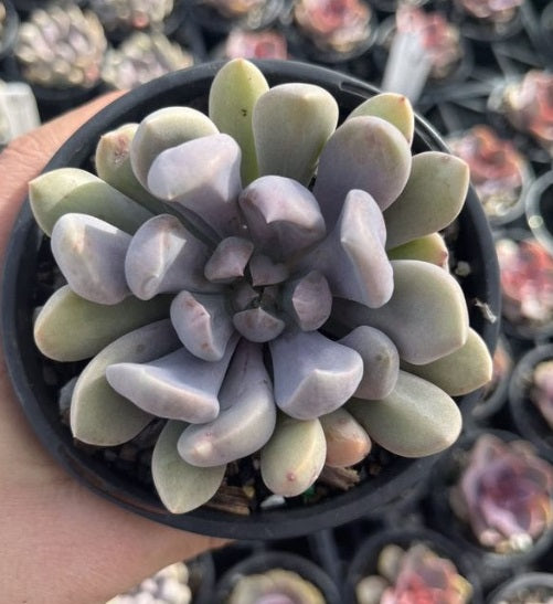 Graptoveria Topsy Debbie (LG)