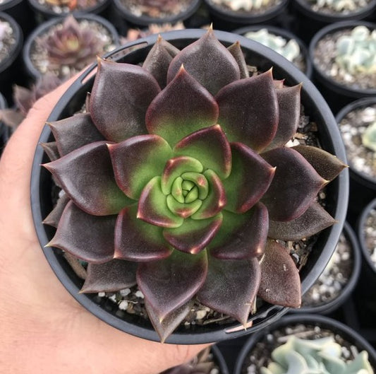 Echeveria Black Prince (LG)