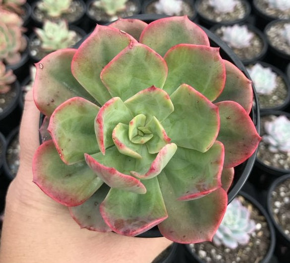 Echeveria Brair Rose (LG)