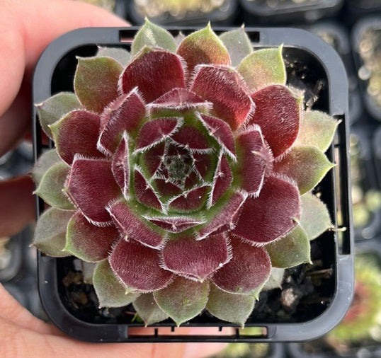 Sempervivum Berry Bomb (SQ)