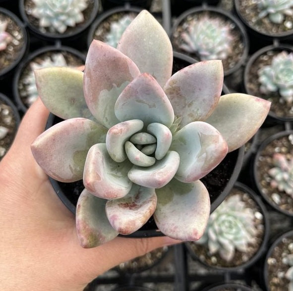 Graptoveria Opalina (LG)