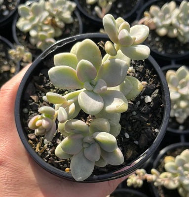 Graptoveria Daruma (LG)