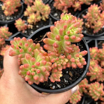 Sedum Pink Jelly Bean (LG)