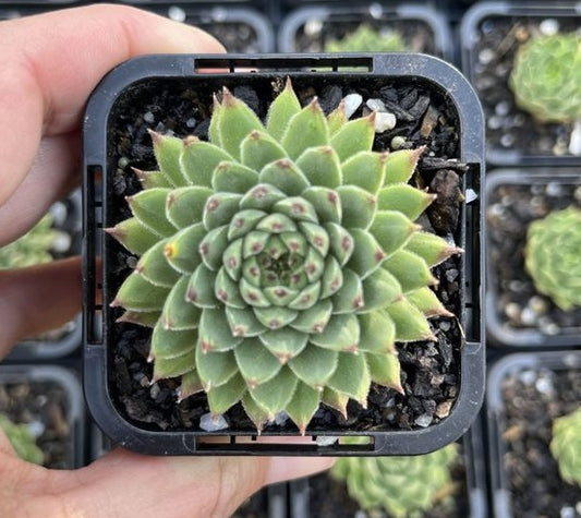 Sempervivum Urboneise (SQ)