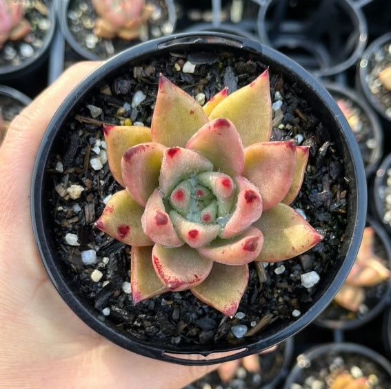 Echeveria Agavoides Romeo (LG)