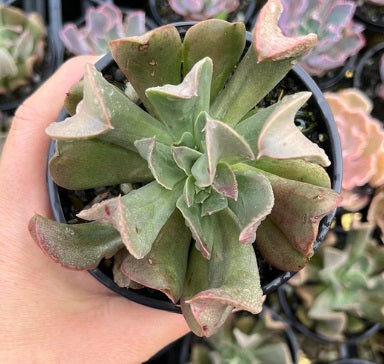 Echeveria Dark Vadar (LG)