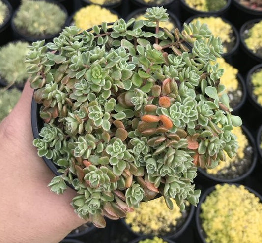 Sedum Makinoi Variegata (LG)