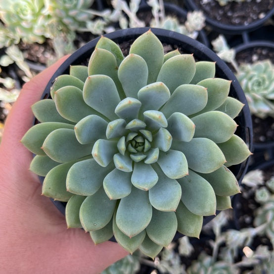 Echeveria Gusto (LG)