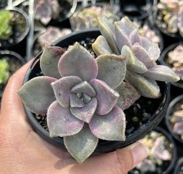 Graptoveria Purple Delight (LG)