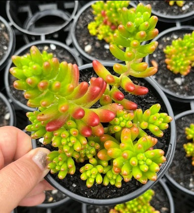 Sedum Green Jelly Bean (LG)