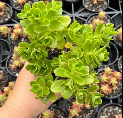 Sedum Palmerii (LG)