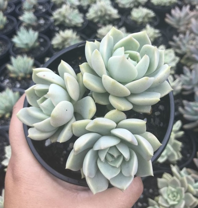 Graptoveria Marpin (LG)