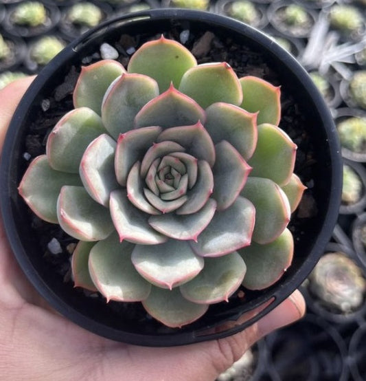 Echeveria Hercules (LG)