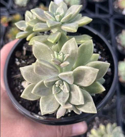 Graptoveria Celestial (LG)