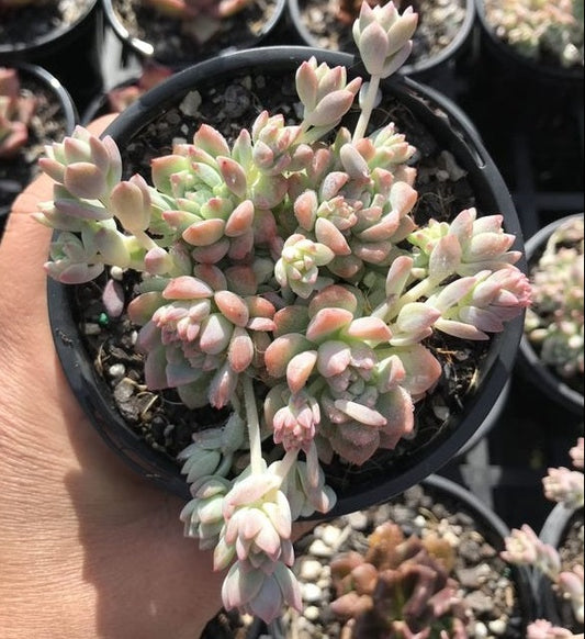 Echeveria Prolifica (LG)