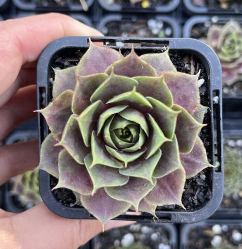 Sempervivum Magnificum (SQ)