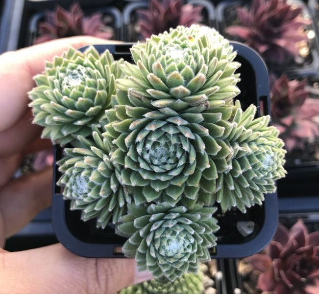 Sempervivum Tiny Tot (SQ)