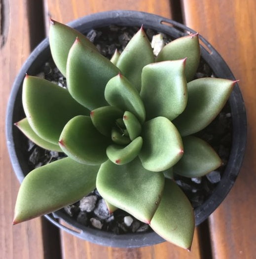 Echeveria Agavoides Victor Reiter (LG)