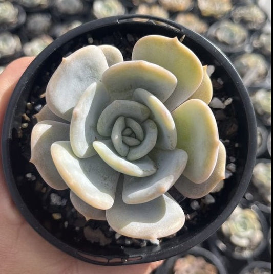 Echeveria Moondust (LG)