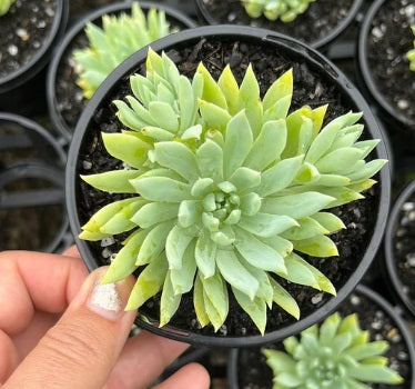 Graptoveria Fanfare (LG)