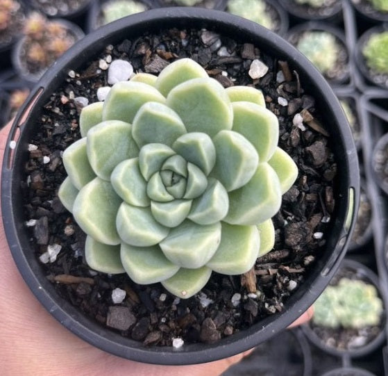 Echeveria Albicans (LG)