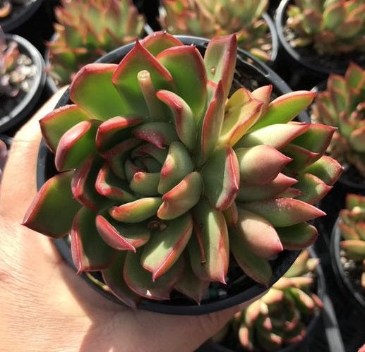 Echeveria Benimusume (LG)