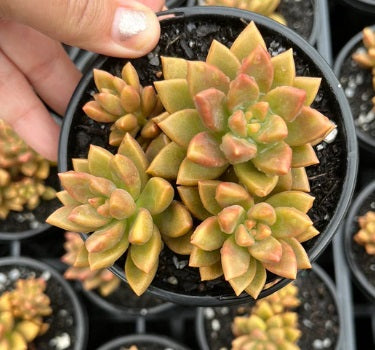 Graptoveria Bronze Delight (LG)