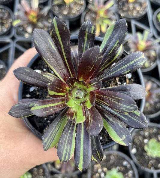 Aeonium Big Bang (LG)