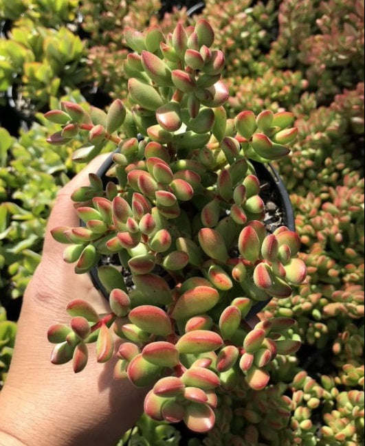 Crassula Baby Bells (LG)