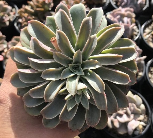 Echeveria Fantastic Fountain (LG)