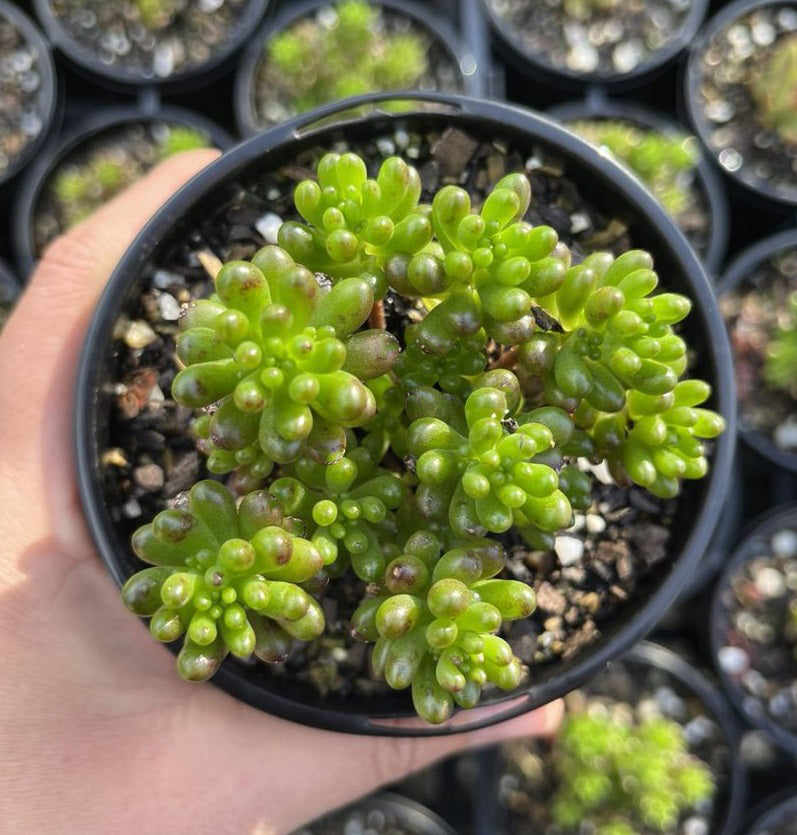 Sedum Red Berry (LG)