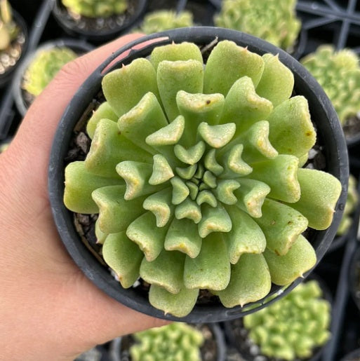 Echeveria Irish Mint (LG)