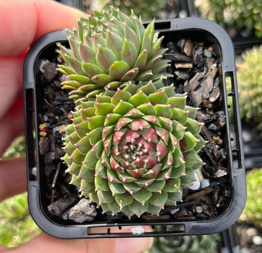 Sempervivum Cinnamon Starburst (SQ)